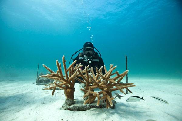 “Vibrantly Hued” Organism Discovered in the Depths of the Great Barrier Reef – Unveiling a New Species